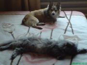Прикрепленное изображение: DSC00616.JPG