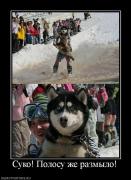 Прикрепленное изображение: 314499_suko_polosu_zhe_razmyilo.jpg