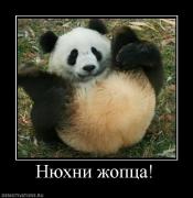 Прикрепленное изображение: 458830_nyuhni_zhoptsa.jpg