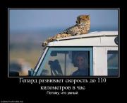 Прикрепленное изображение: 600229_gepard_razvivaet_skorost_do_110_kilometrov_v_chas.jpg