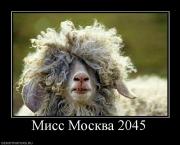 Прикрепленное изображение: 502600_miss_moskva_2045.jpg