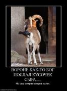 Прикрепленное изображение: 652740_vorone_kak_to_bog_poslal_kusochek_syira.thumbnail.jpg