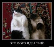 Прикрепленное изображение: lzc4njs9zrms.jpg