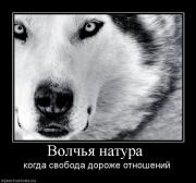 Прикрепленное изображение: 571528_volchya_natura_.jpg