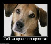 Прикрепленное изображение: 509494_sobaka_proscheniya_proschaka.jpg