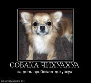 Прикрепленное изображение: 1289669416_demotivators_45.jpg