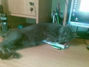 Прикрепленное изображение: 16052008469.jpg