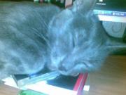 Прикрепленное изображение: 16052008470.jpg