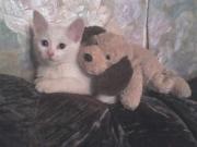 Прикрепленное изображение: DSC00178.JPG