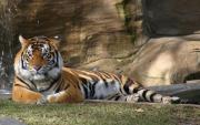 Прикрепленное изображение: 00109_tigerdreamworld_1680x1050.jpg