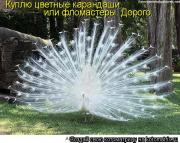 Прикрепленное изображение: 331055.jpg
