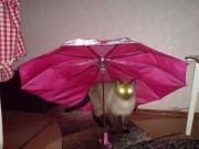 Прикрепленное изображение: DSC00055.JPG