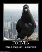 Прикрепленное изображение: 438694_golub.jpg