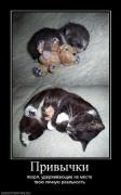 Прикрепленное изображение: 838826_privyichki.jpg