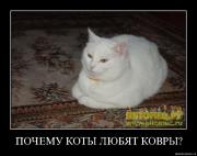 Прикрепленное изображение: u85myuhe0472.jpg