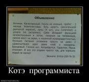 Прикрепленное изображение: 883466_kote_vlyublen_.jpg