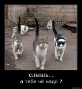 Прикрепленное изображение: 9byq5gv87omo.jpg