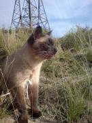 Прикрепленное изображение: DSC00443.JPG