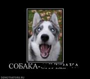 Прикрепленное изображение: 24036_sobaka_ohuevaka.jpg