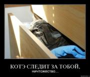 Прикрепленное изображение: Kote2.jpg