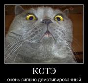 Прикрепленное изображение: kote3.jpg