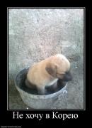 Прикрепленное изображение: 640810_ne_hochu_v_koreyu.jpg