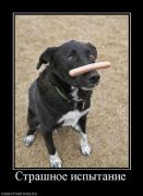 Прикрепленное изображение: 91148_strashnoe_ispyitanie.jpg