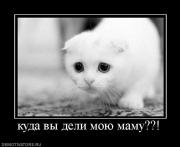 Прикрепленное изображение: 970808_kuda_vyi_deli_moyu_mamu.jpg