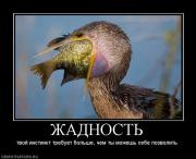 Прикрепленное изображение: 384823_zhadnost.jpg