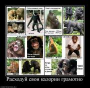Прикрепленное изображение: 690901_rashoduj_svoi_kalorii_gramotno.jpg