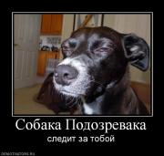 Прикрепленное изображение: 929949_sobaka_podozrevaka.jpg