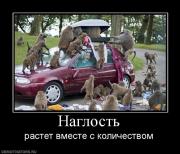 Прикрепленное изображение: 347639_naglost.jpg
