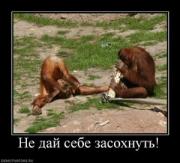 Прикрепленное изображение: 348344_ne_daj_sebe_zasohnut.thumbnail.jpg