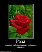 Прикрепленное изображение: 719921_roza.thumbnail.jpg