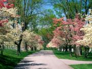 Прикрепленное изображение: Pink_and_White_Dogwood_Trees__Lexington__Kentuck.jpg
