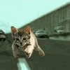 Прикрепленное изображение: 1120109173642.gif