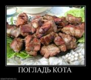 Прикрепленное изображение: 305718_poglad_kota.thumbnail.jpg
