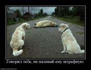 Прикрепленное изображение: 602684_govoril_tebe_ne_nalivaj_emu_shtrafnuyu.jpg