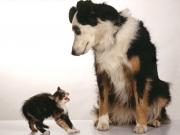 Прикрепленное изображение: animals_129.jpg