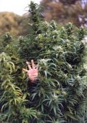 Прикрепленное изображение: Cannabis.jpg