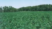 Прикрепленное изображение: FIELD.JPG