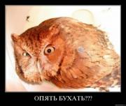 Прикрепленное изображение: 286339.jpg