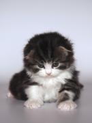 Прикрепленное изображение: scottish_fold_088.jpg