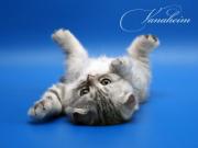 Прикрепленное изображение: scottish_fold_064.jpg