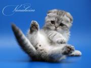 Прикрепленное изображение: scottish_fold_061.jpg