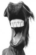 Прикрепленное изображение: horseSmile.jpg