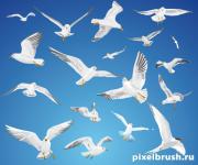 Прикрепленное изображение: 1225007848_flying_gulls_and_doves.jpg