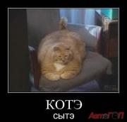 Прикрепленное изображение: kote_syt_IMGGFcdIW_image.jpg