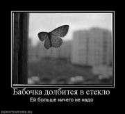 Прикрепленное изображение: 204303_babochka_dolbitsya_v_steklo.thumbnail.jpg