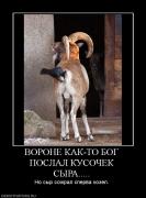 Прикрепленное изображение: 652740_vorone_kak_to_bog_poslal_kusochek_syira.jpg